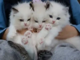 7 Jenis Kucing yang Paling Populer di Kalangan Pecinta Hewan Peliharaan 1 1 pasirpengaraiandotcom