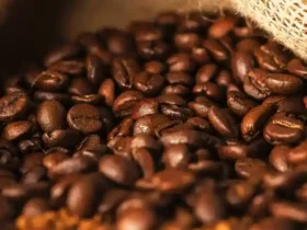 Dari Arabika hingga Robusta Mengenal Jenis Jenis Kopi dan Khasiatnya yang Menghidupkan Semangat 11 11 pasirpengaraiandotcom