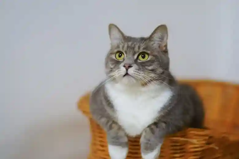 Kucing Ras Campuran Kiat Merawat Kucing āDomestic Shorthair 31 31 pasirpengaraiandotcom