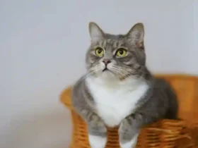 Kucing Ras Campuran Kiat Merawat Kucing ‘Domestic Shorthair 31 31 pasirpengaraiandotcom