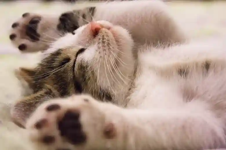 Panduan Merawat Kucing untuk Kesehatan dan Kebahagiaannya 54 54 pasirpengaraiandotcom