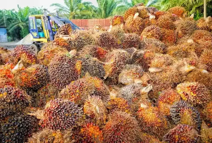 Potensi Bisnis yang Berkembang di Riau Peluang Investasi Menjanjikan 67 67 pasirpengaraiandotcom